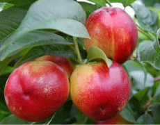 增加油桃產(chǎn)量的種植方法有哪些？